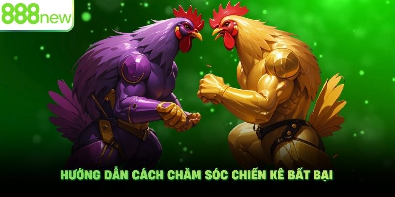 Hướng dẫn cách chăm sóc chiến kê bất bại