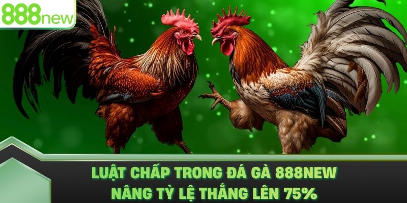 Luật Chấp Trong Đá Gà 888NEW - Nâng Tỷ Lệ Thắng Lên 75%