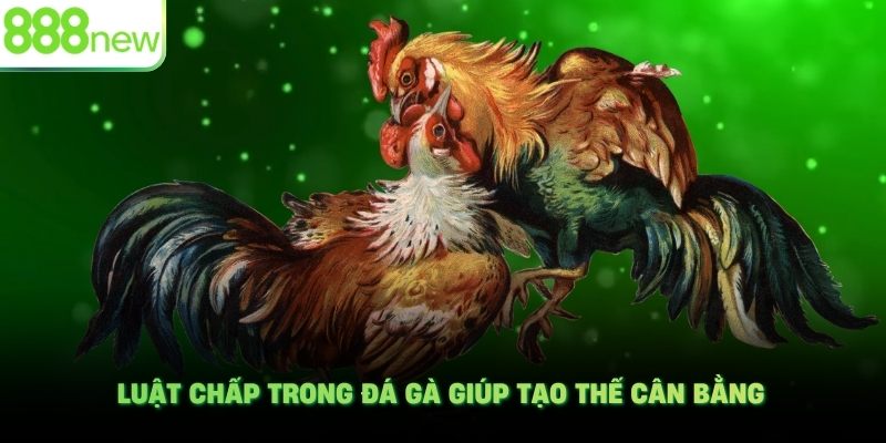 Luật chấp trong đá gà giúp tạo thế cân bằng
