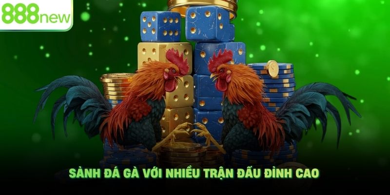 Sảnh đá gà với nhiều trận đấu đỉnh cao